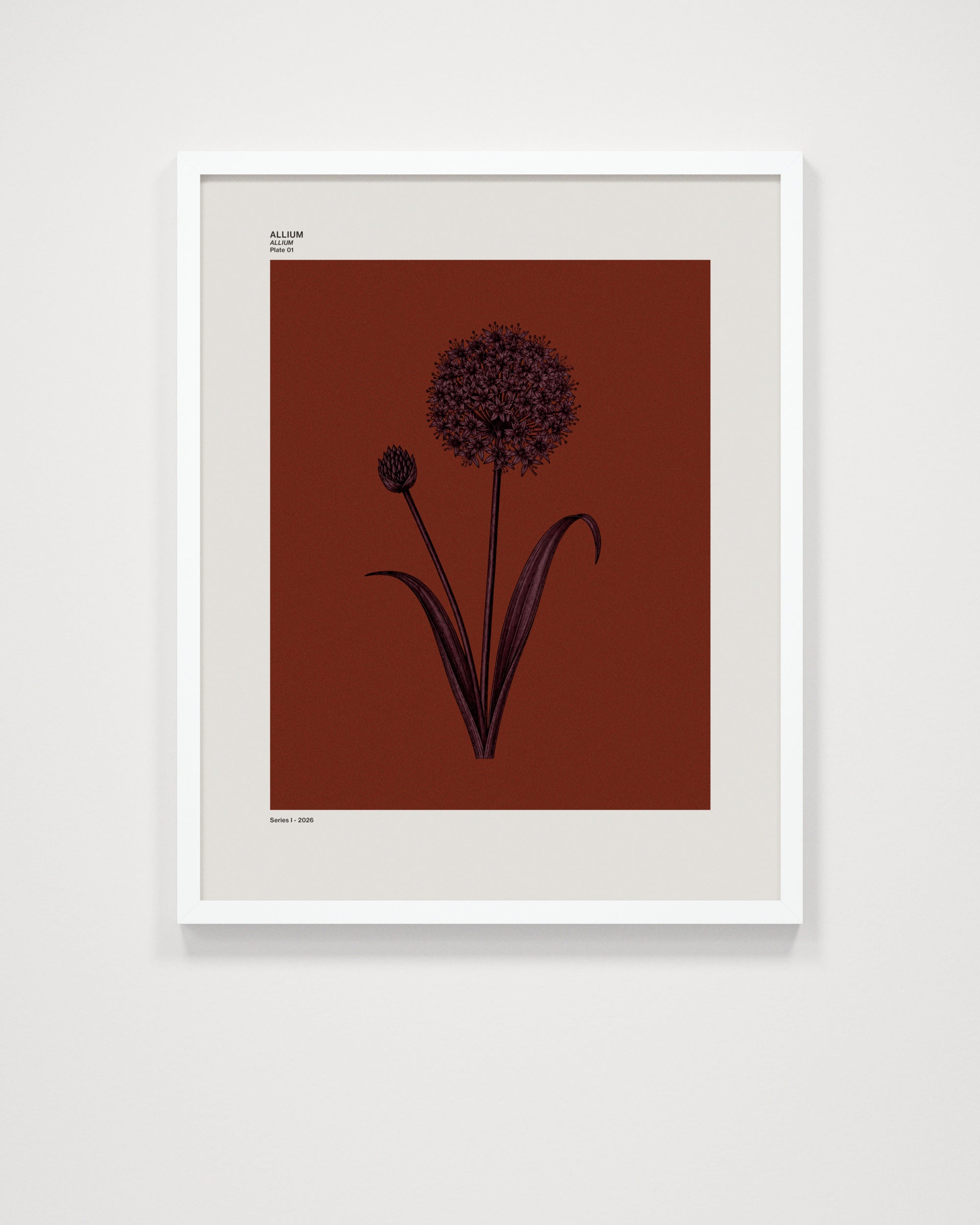 Allium