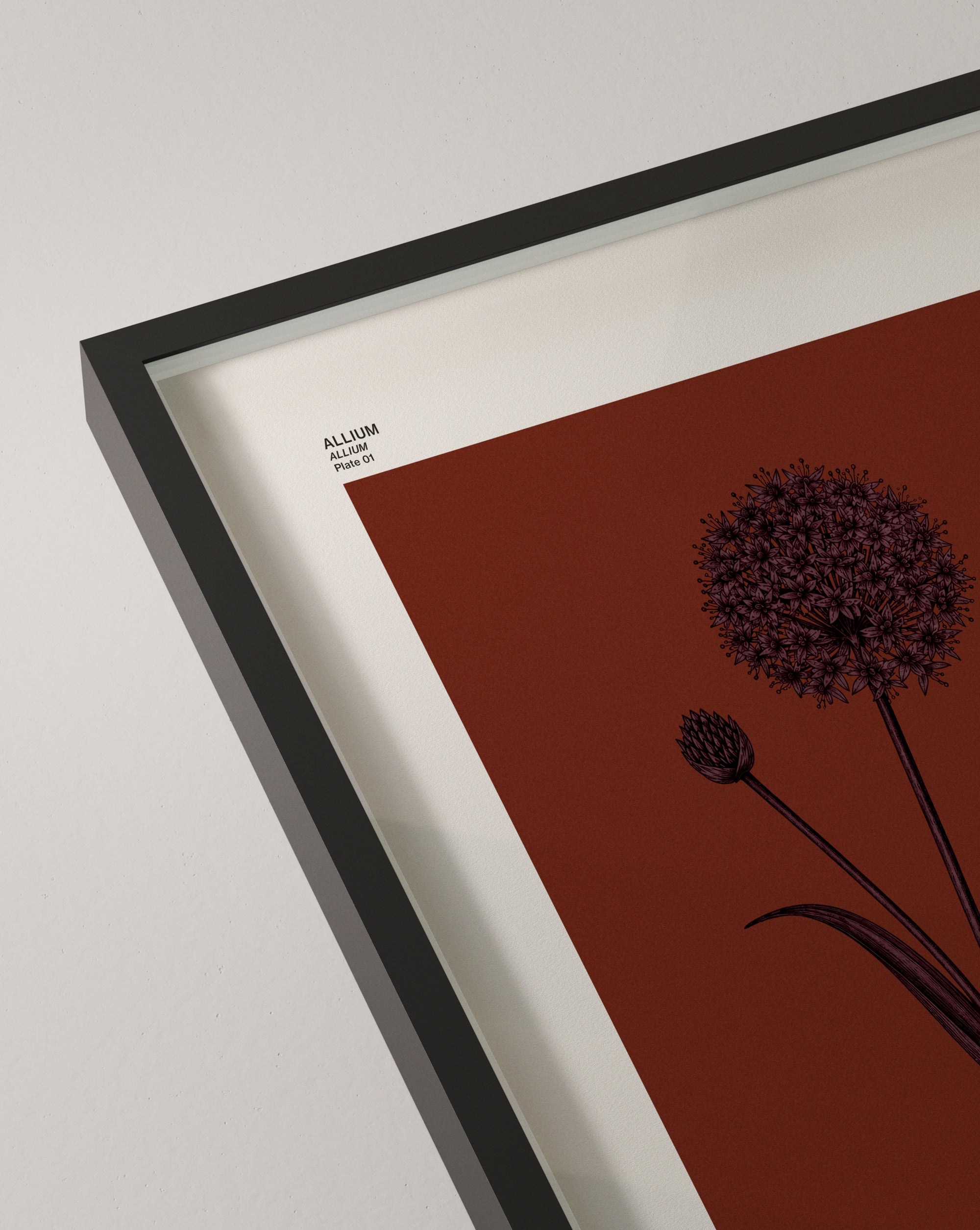 Allium