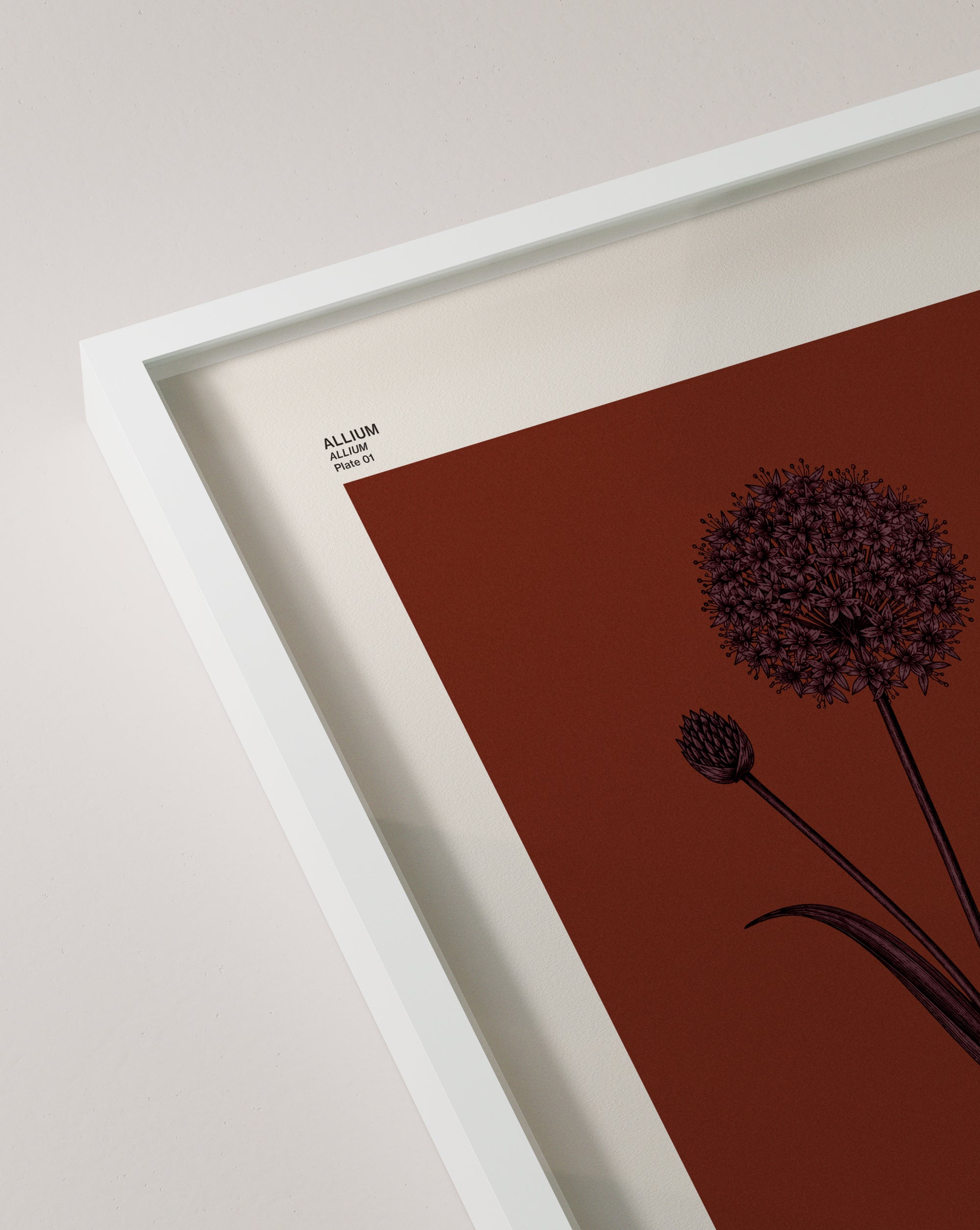 Allium