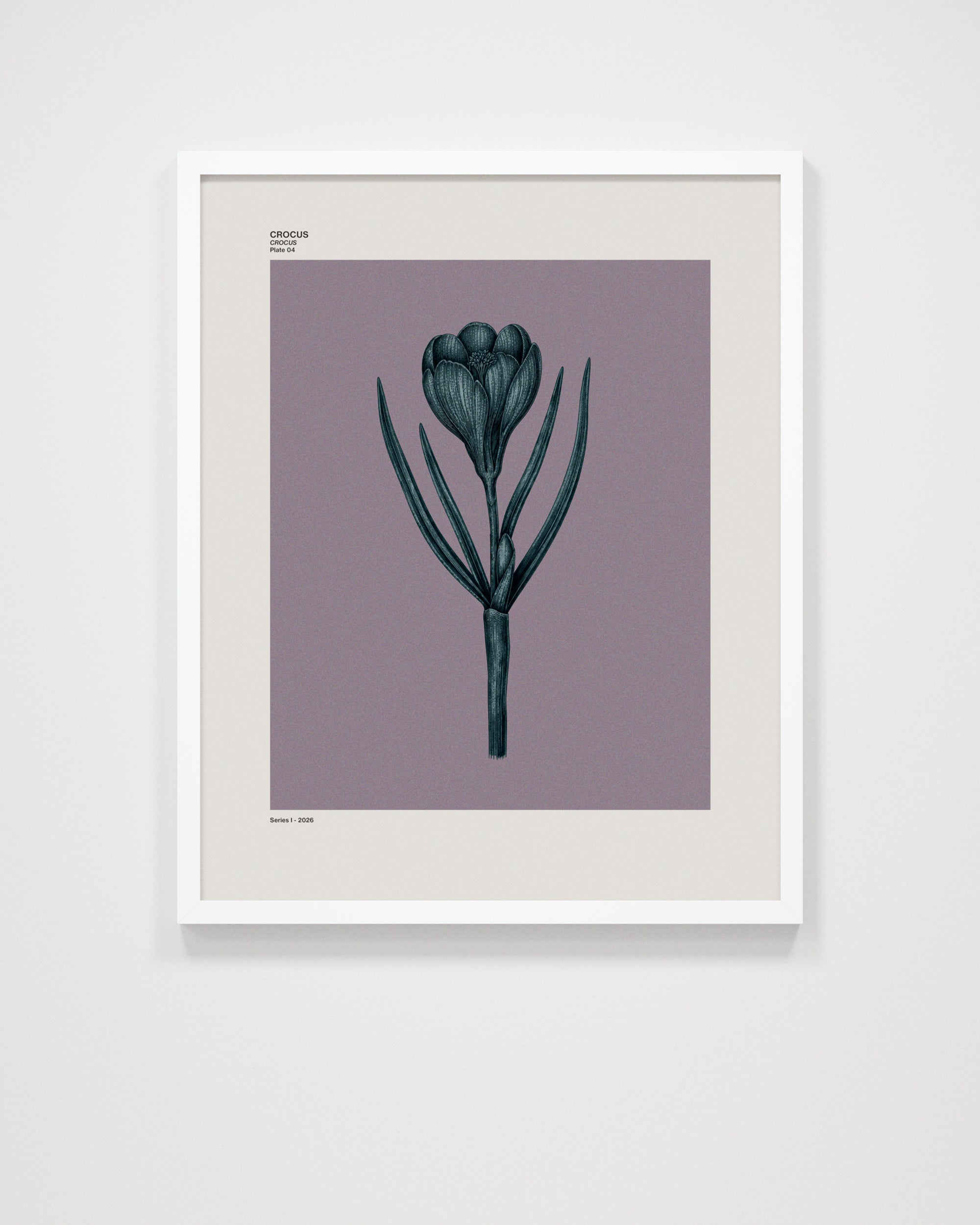 Crocus
