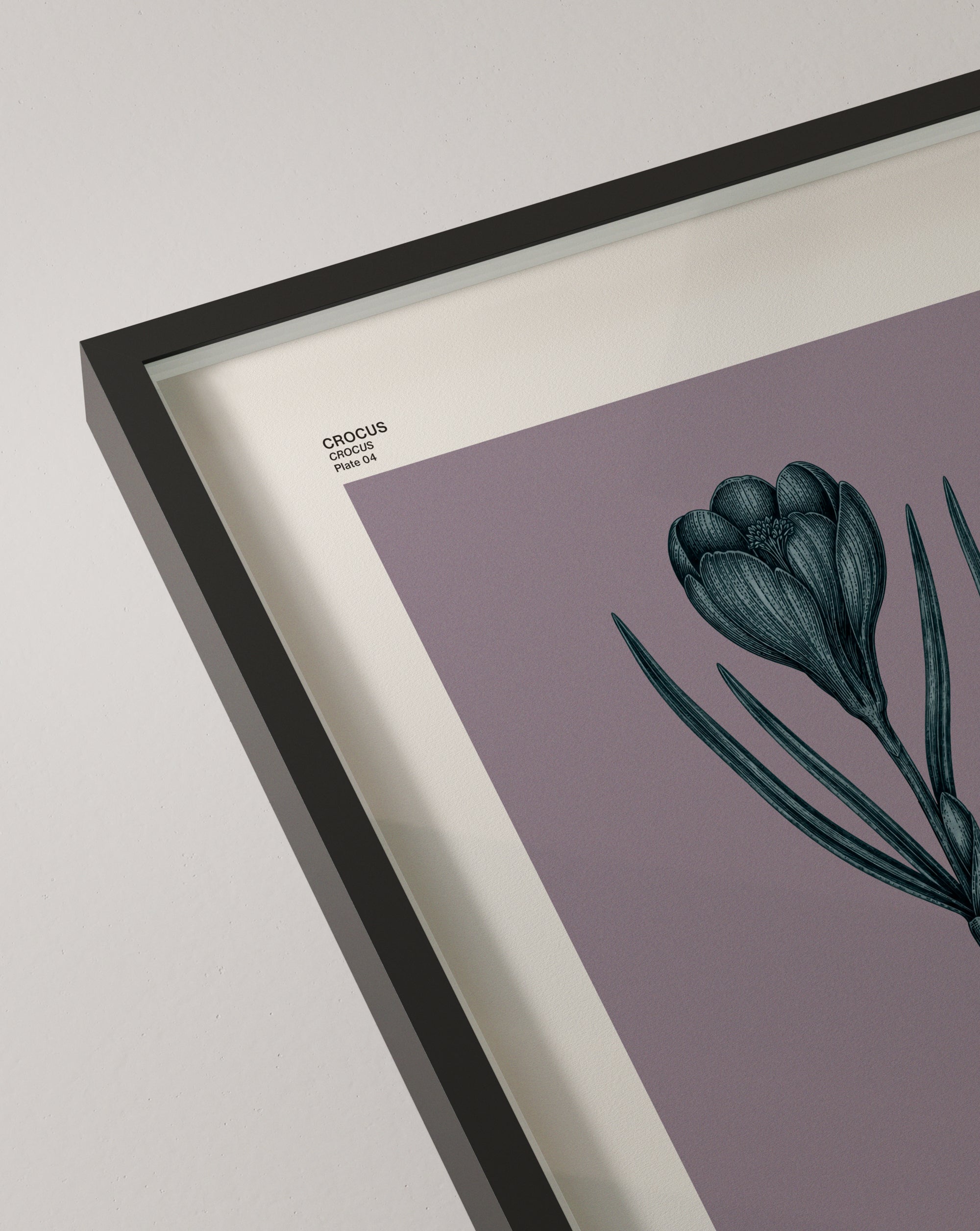 Crocus