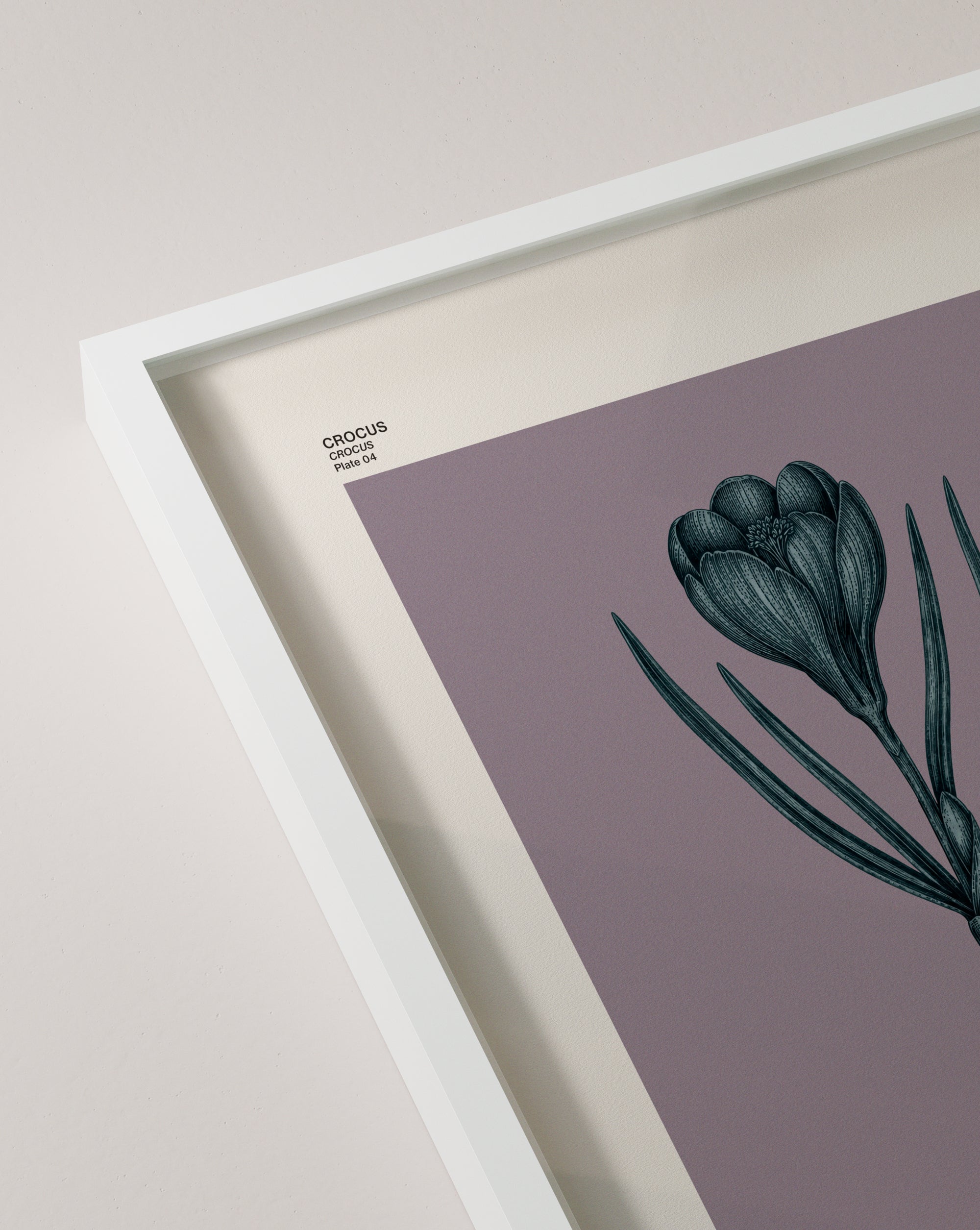 Crocus