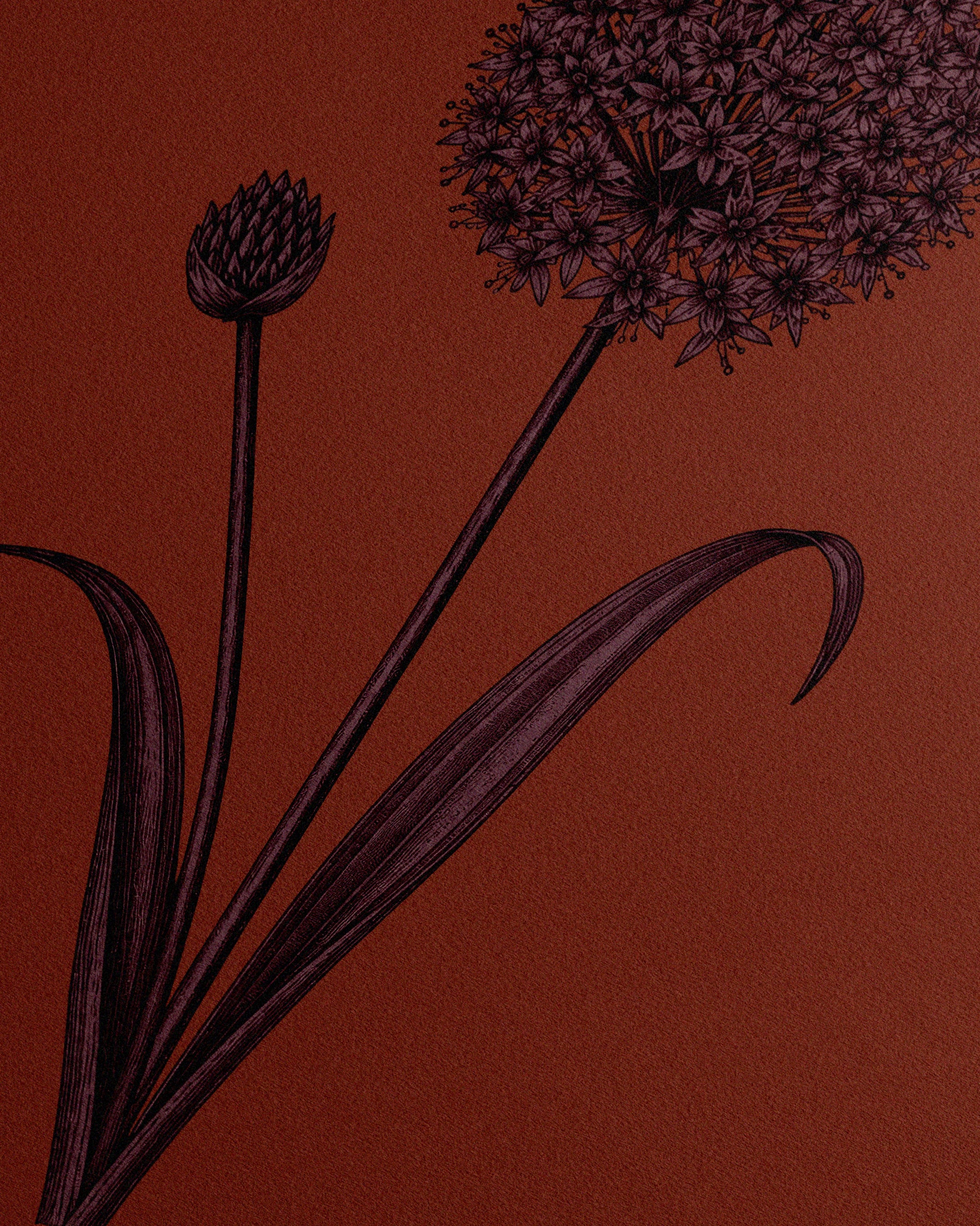 Allium