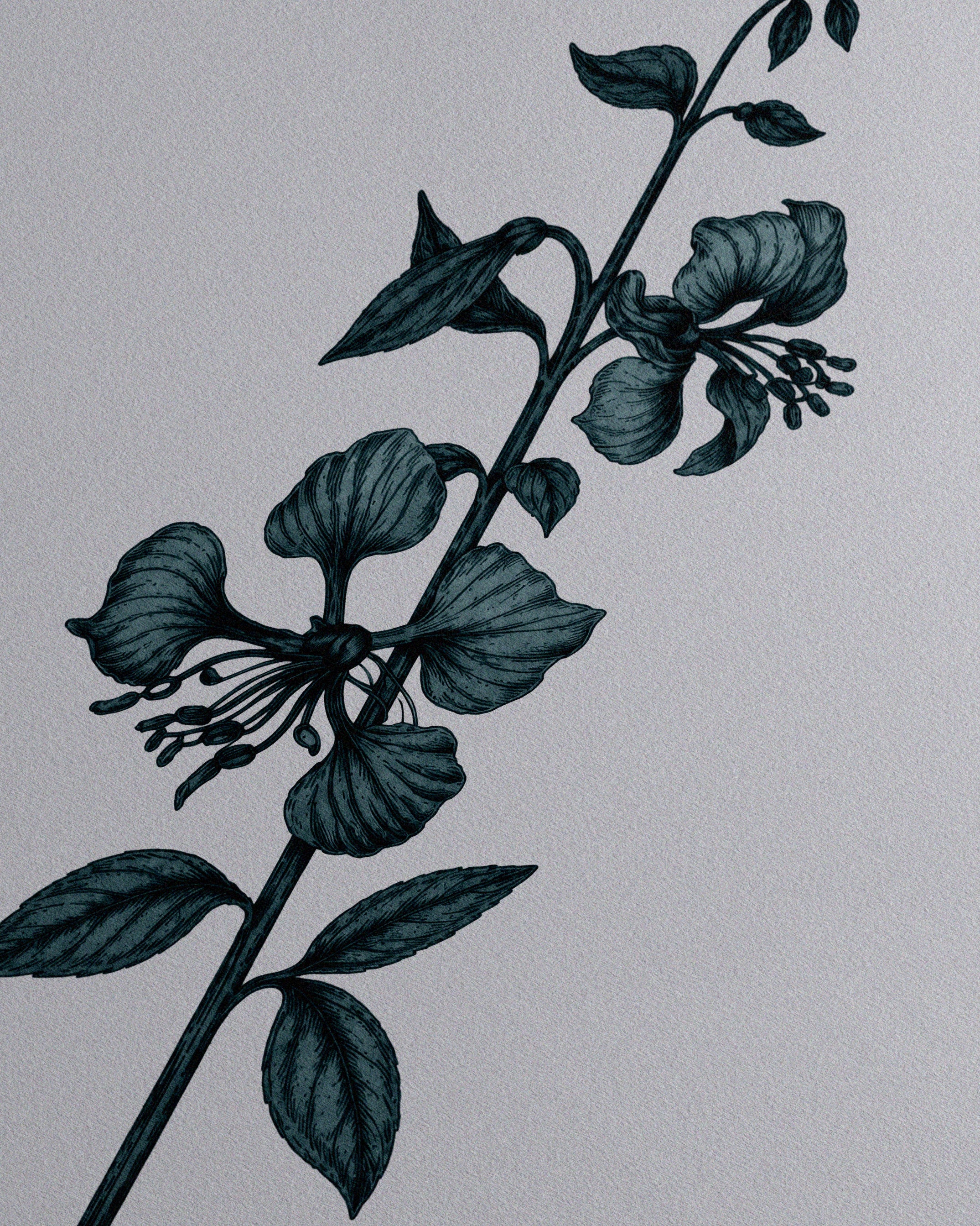 Clarkia