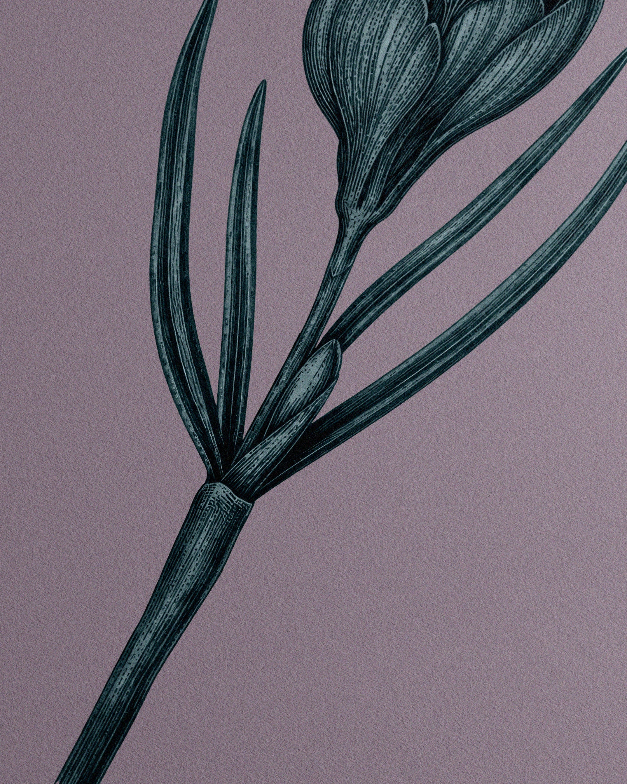 Crocus