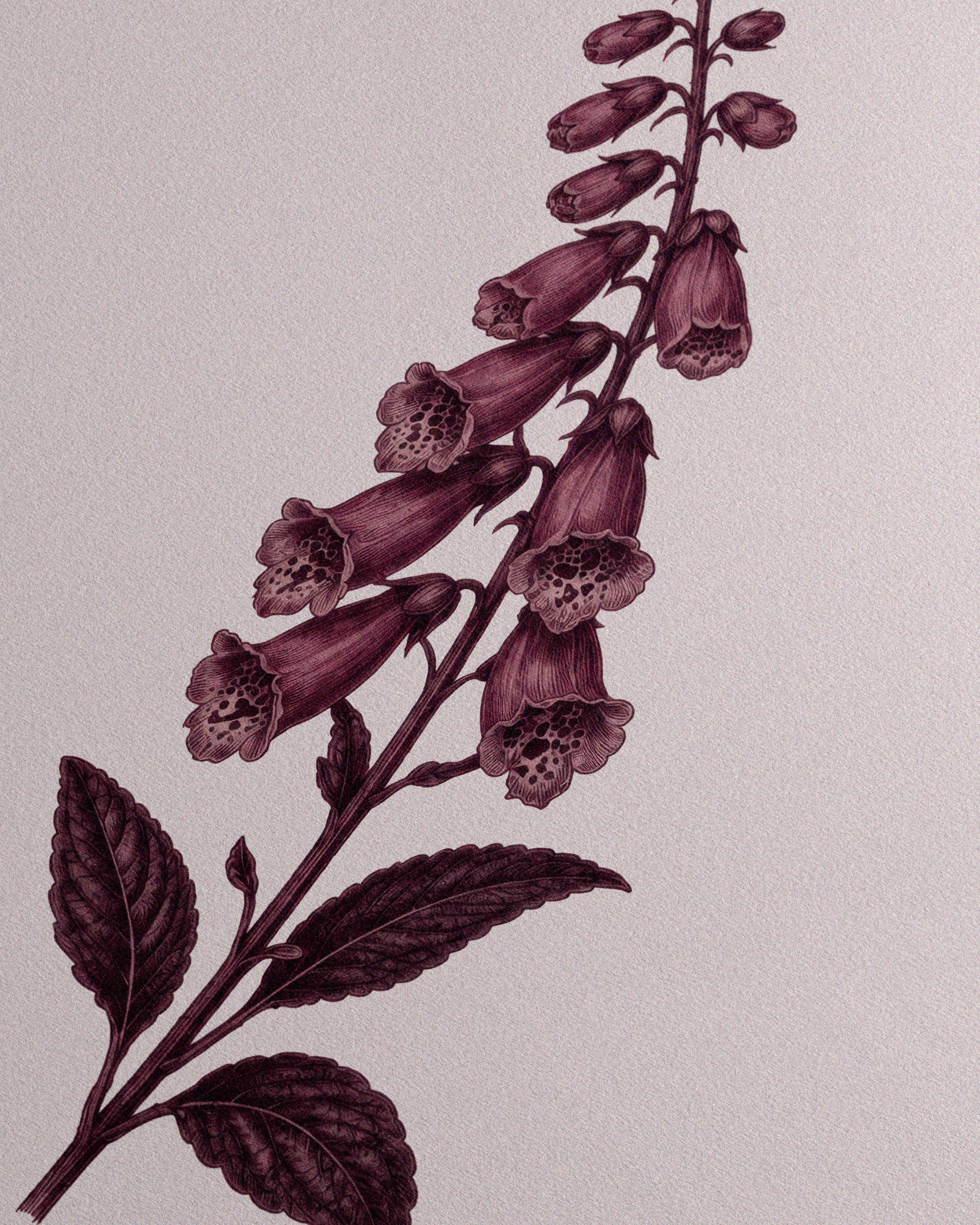 Digitalis