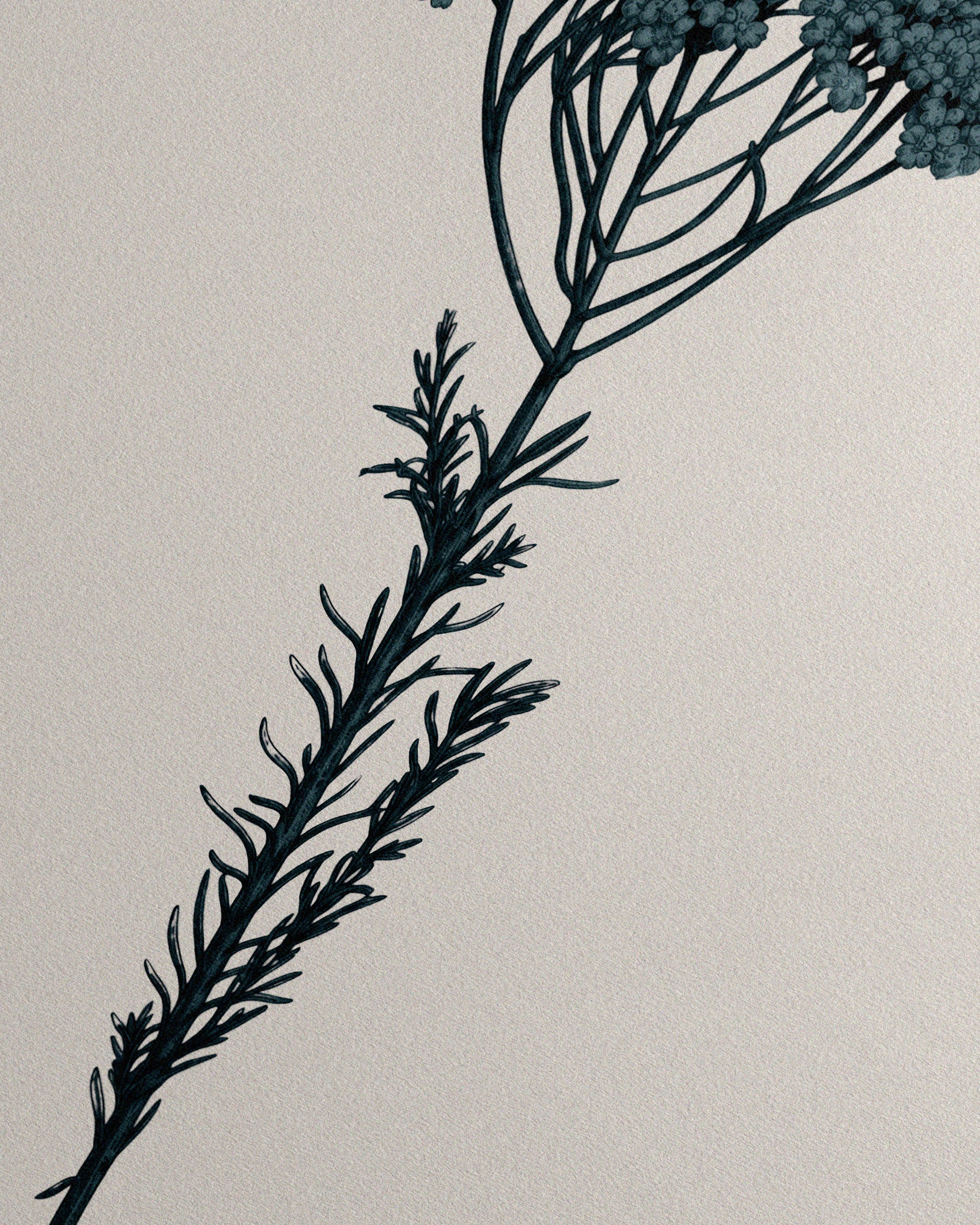 Ozothamnus
