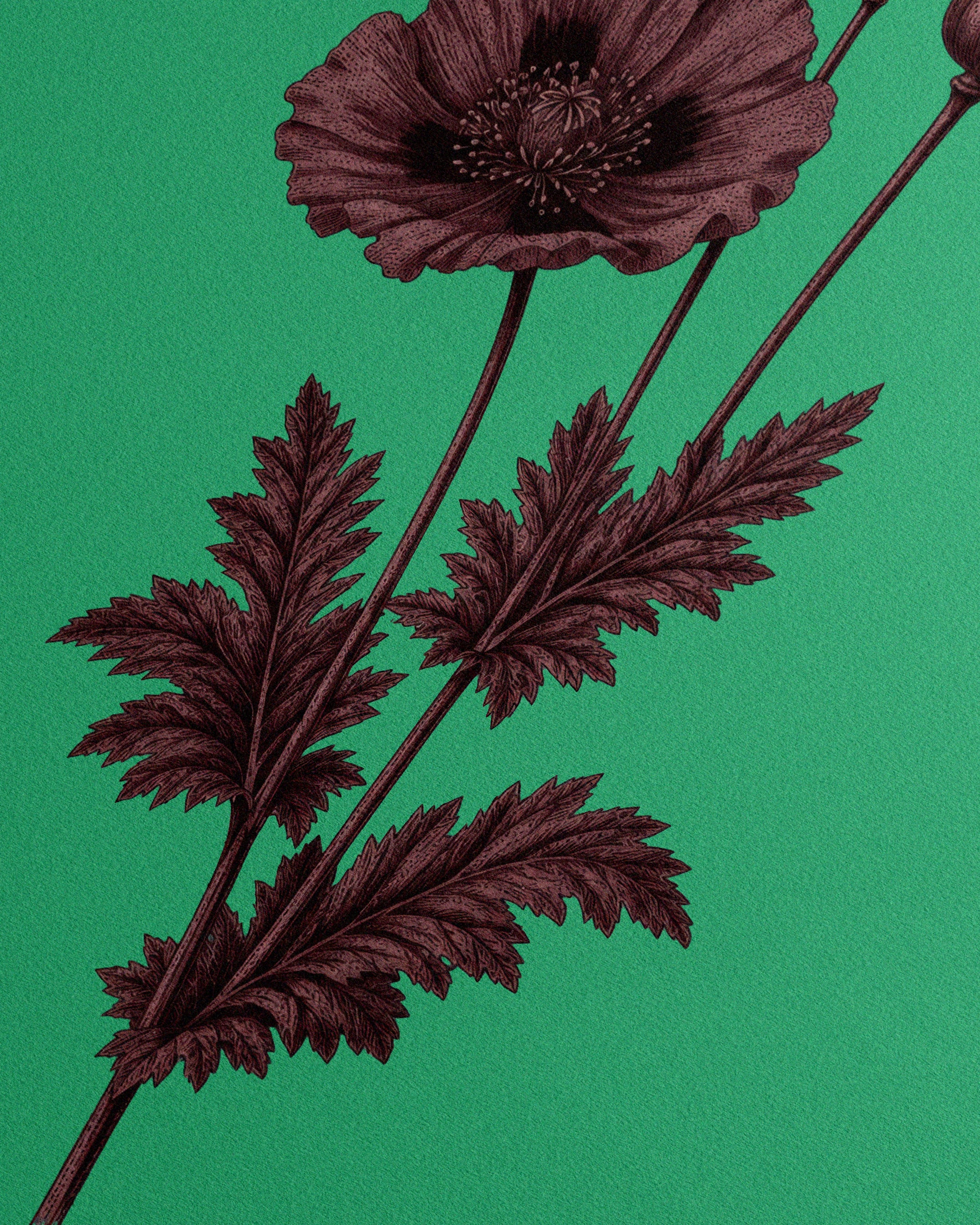 Papaver