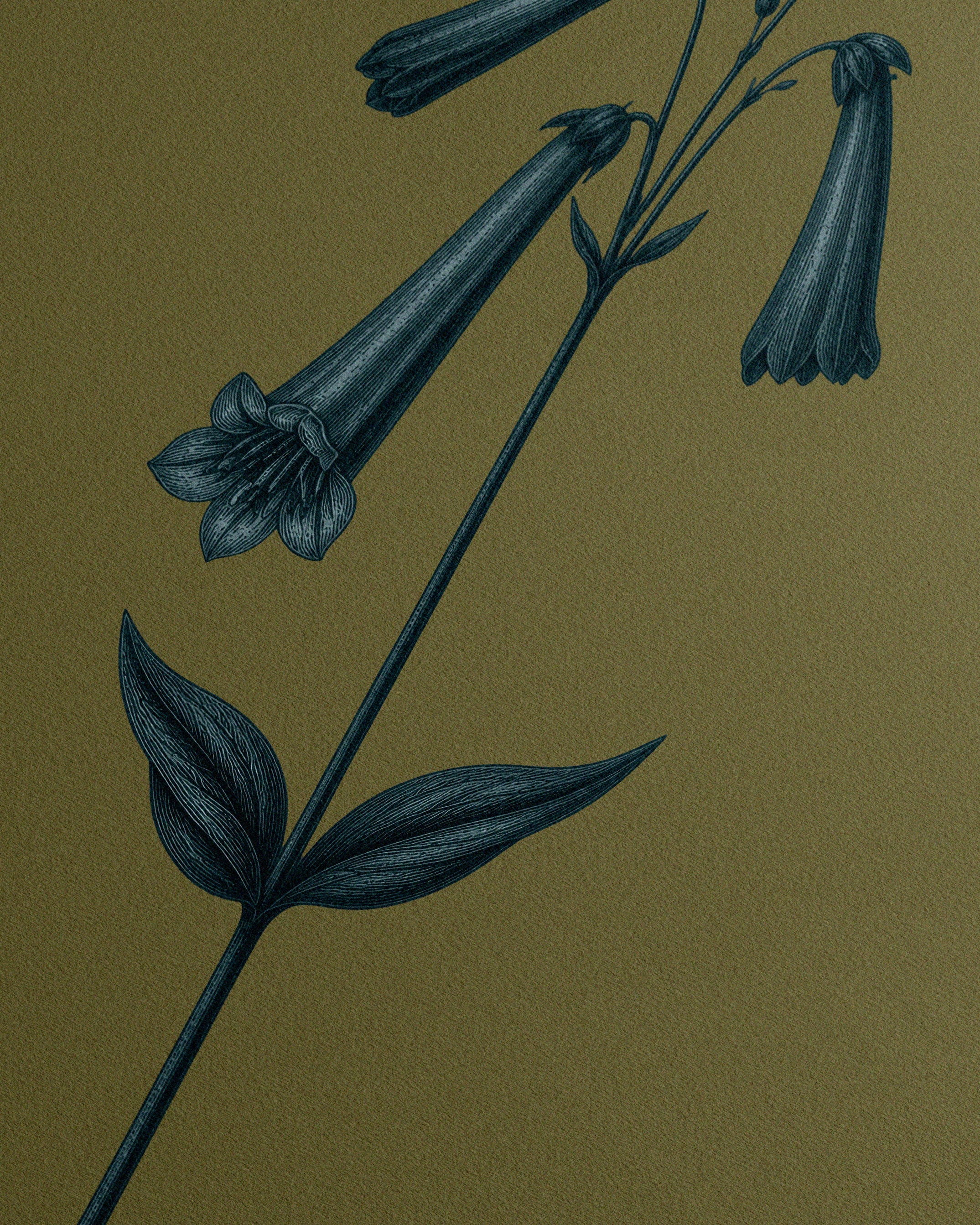 Penstemon