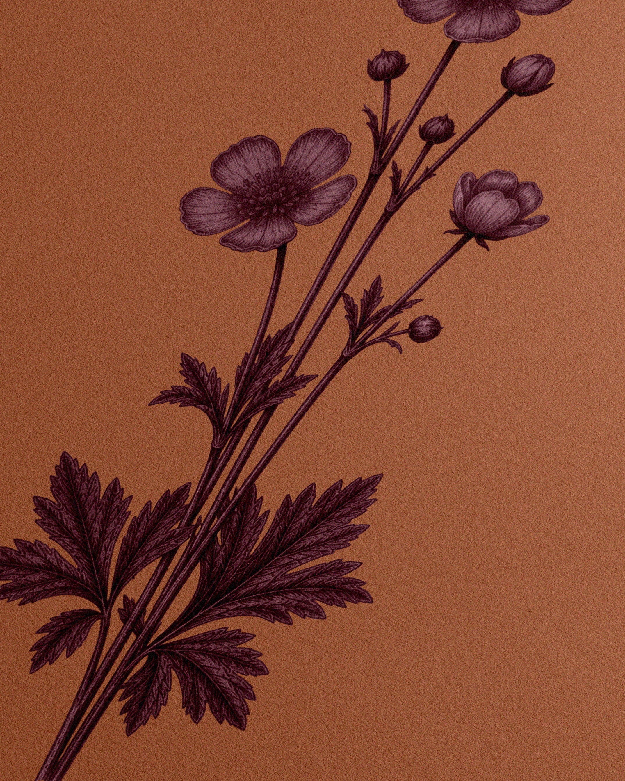 Ranunculus