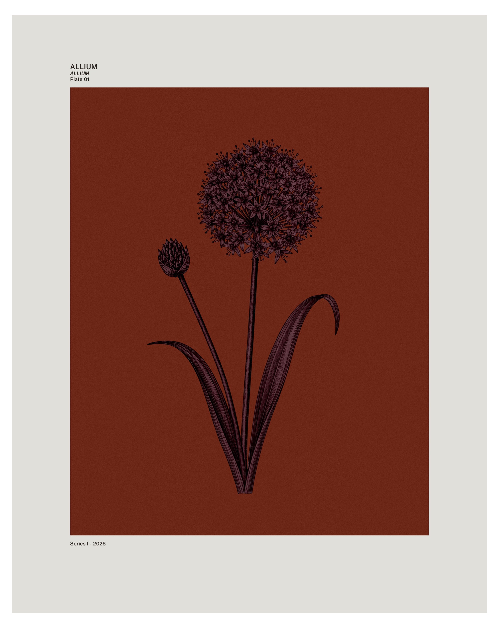 Allium