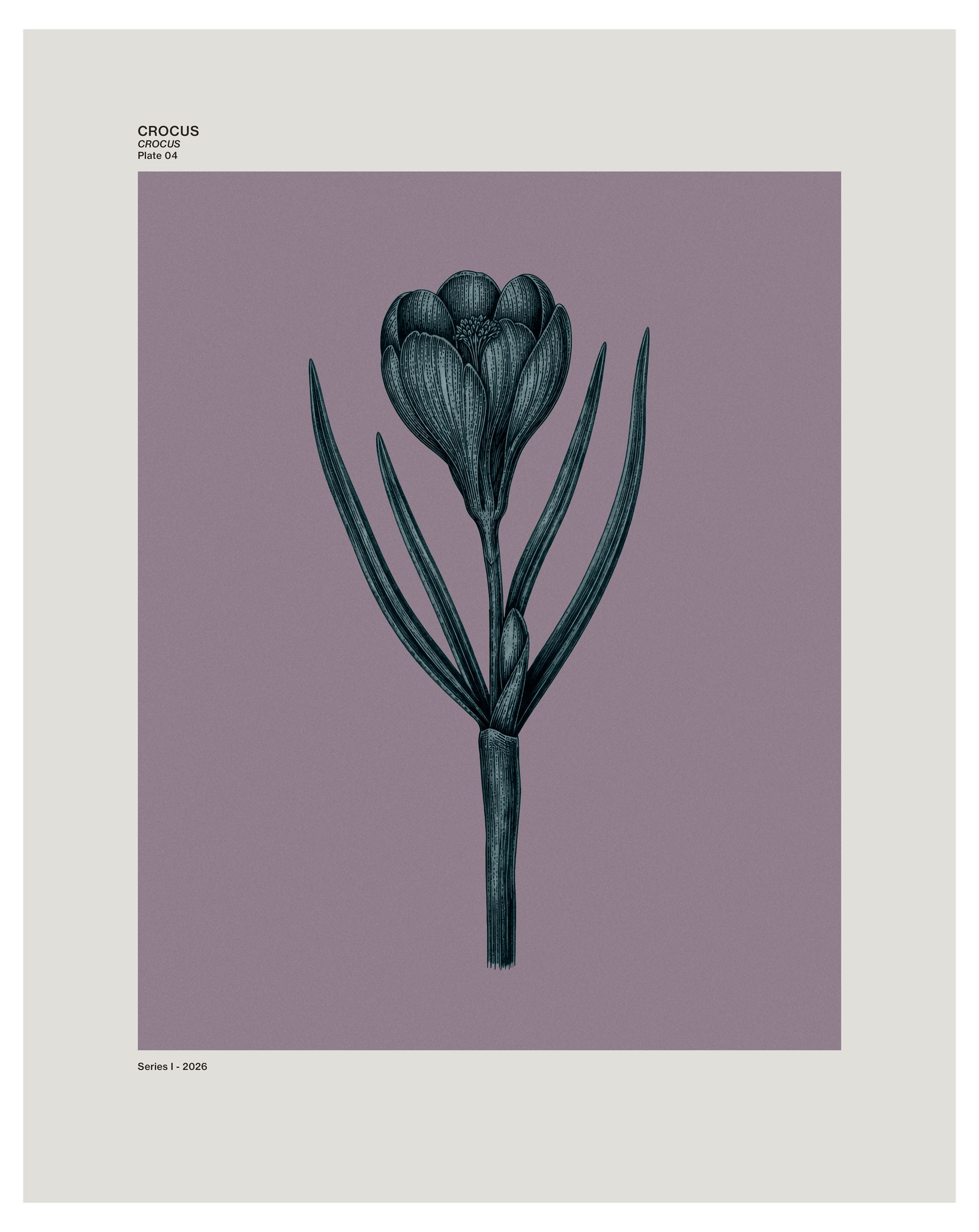 Crocus