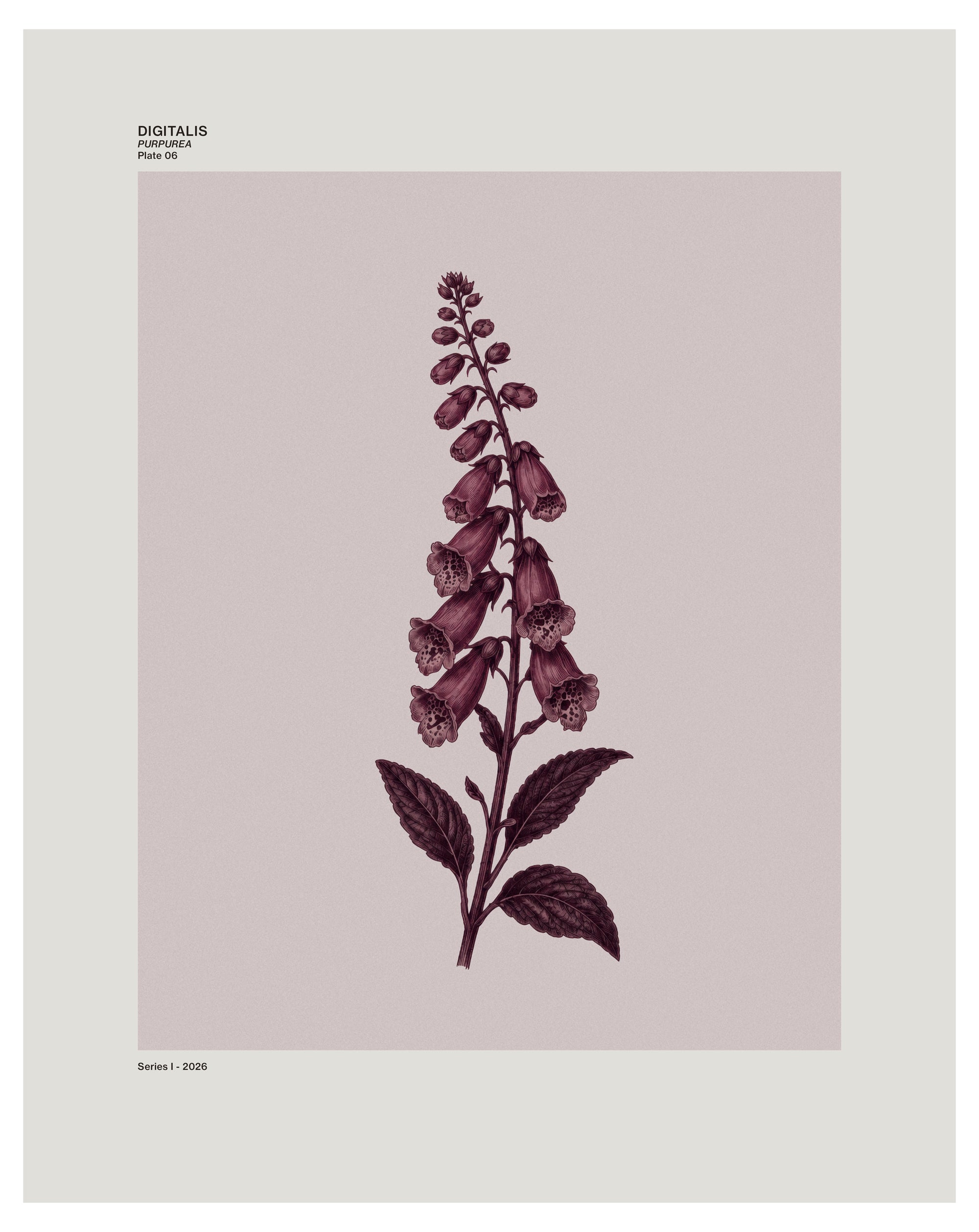 Digitalis