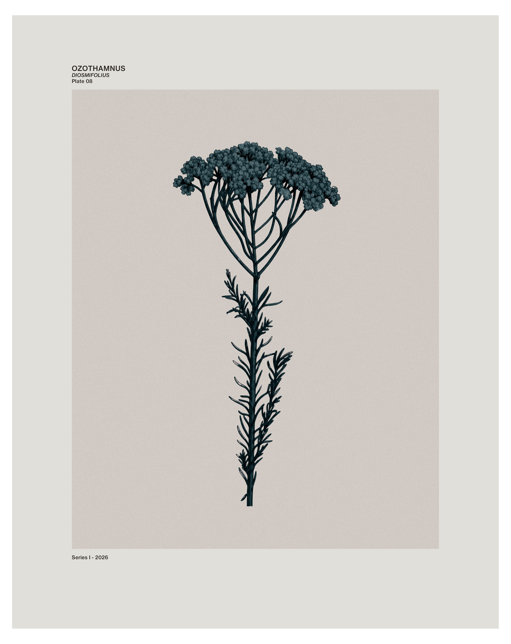 Ozothamnus