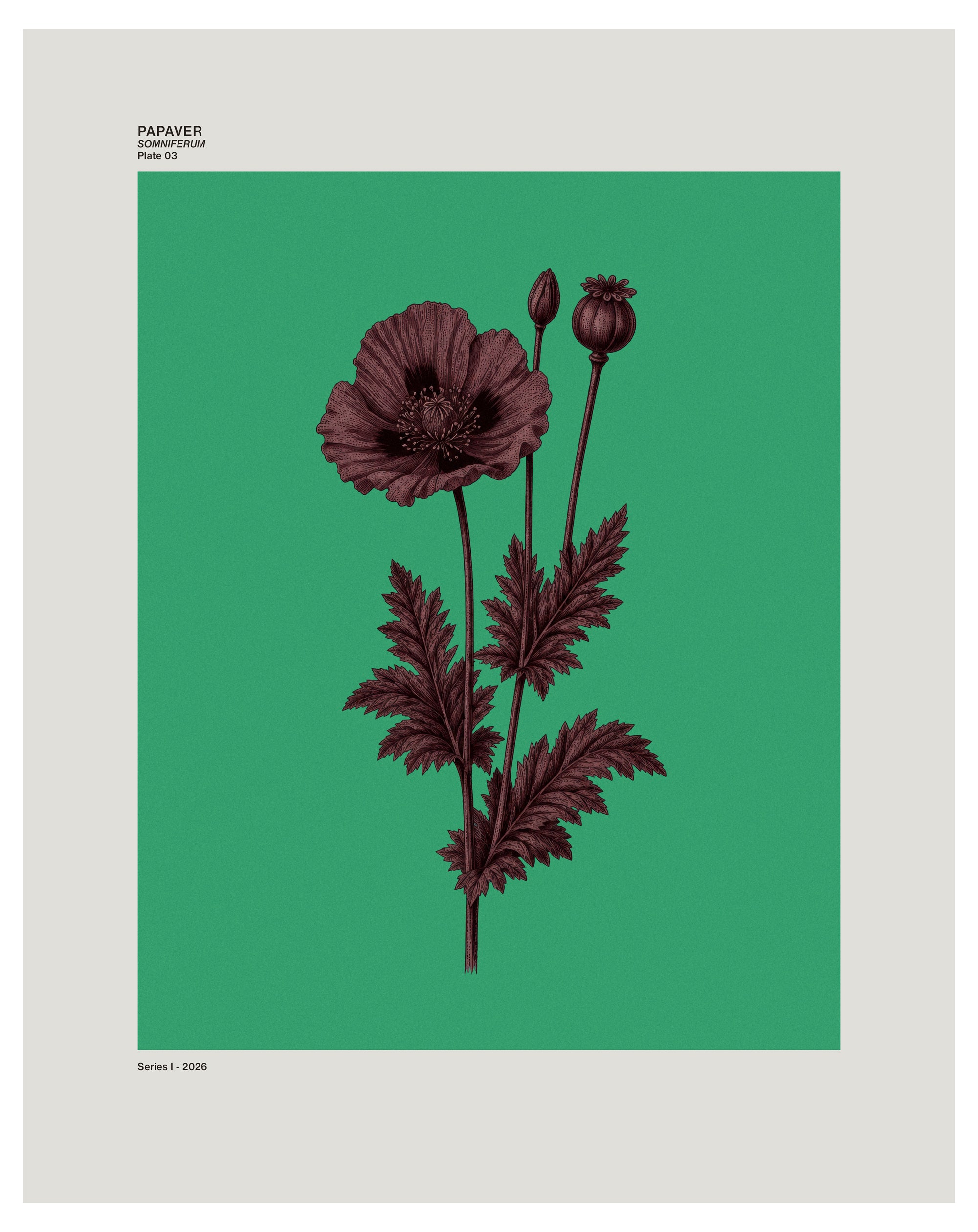 Papaver