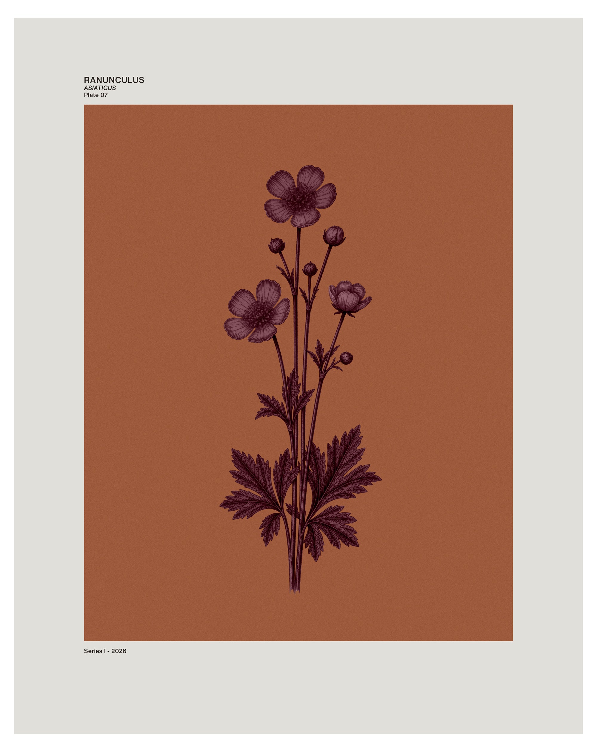 Ranunculus