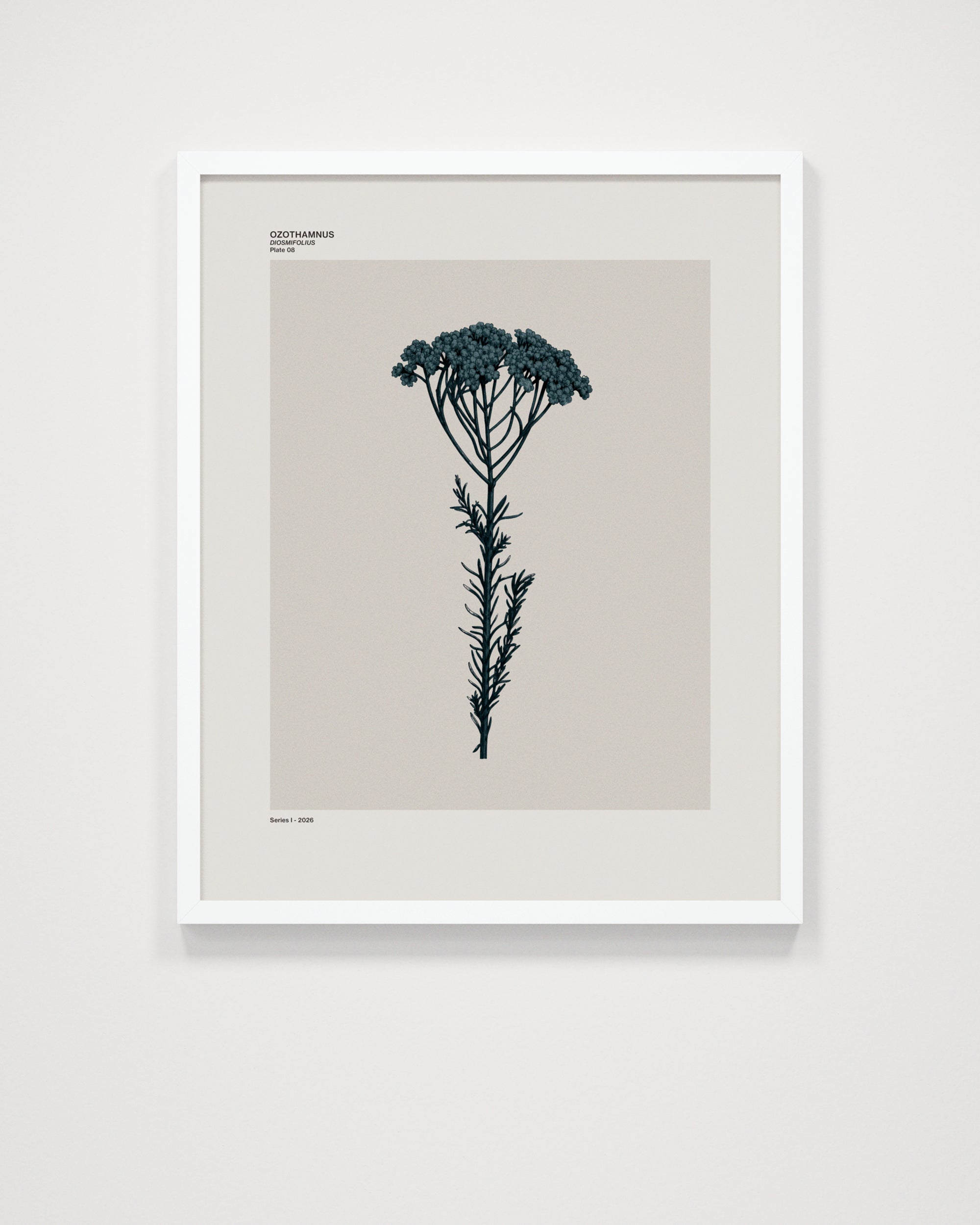 Ozothamnus