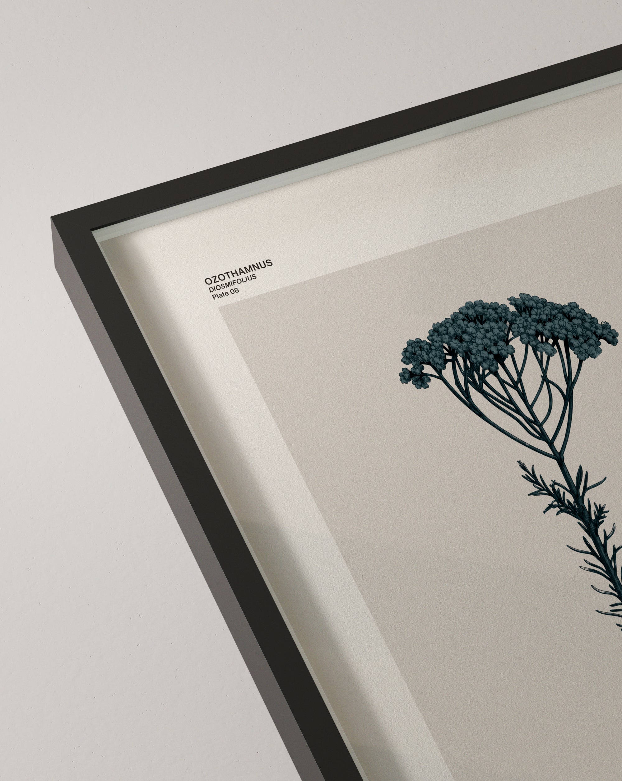 Ozothamnus