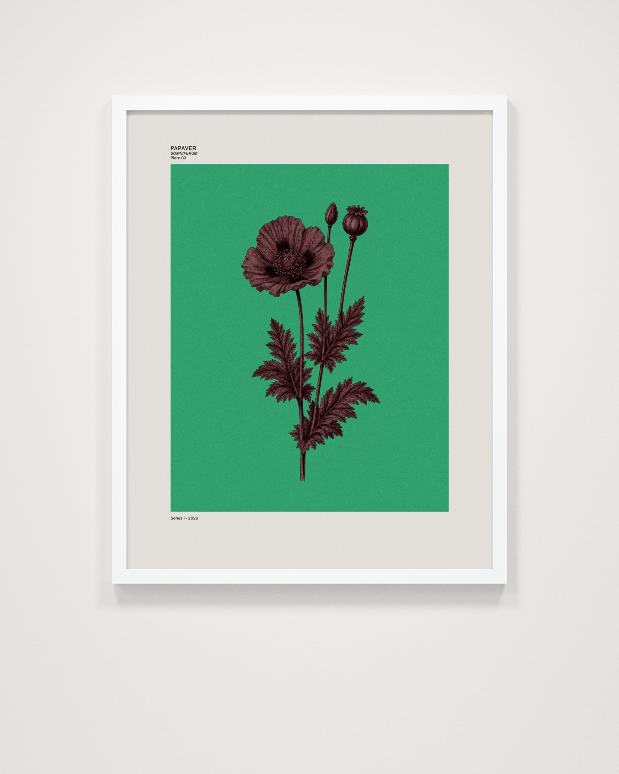 Papaver