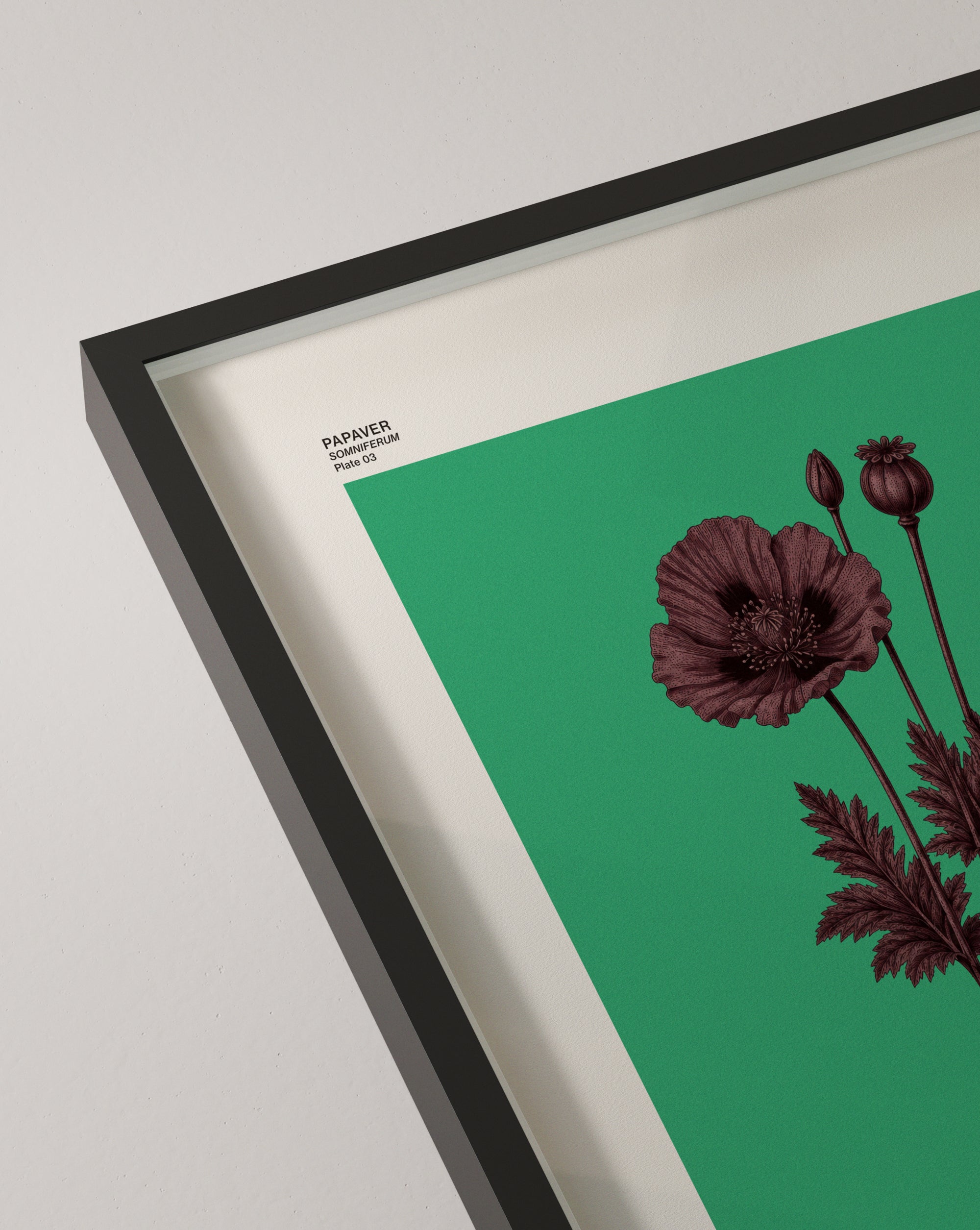Papaver