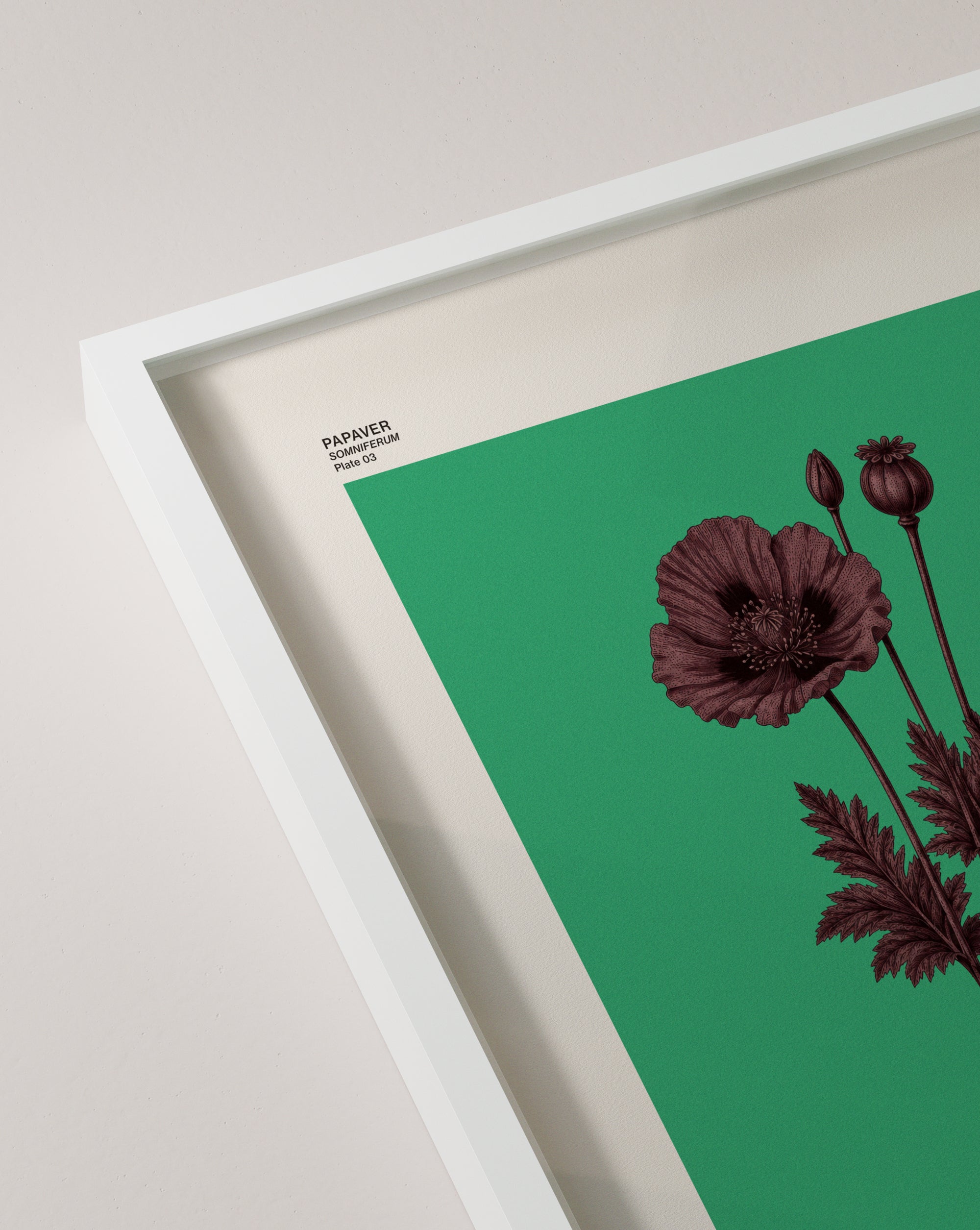 Papaver