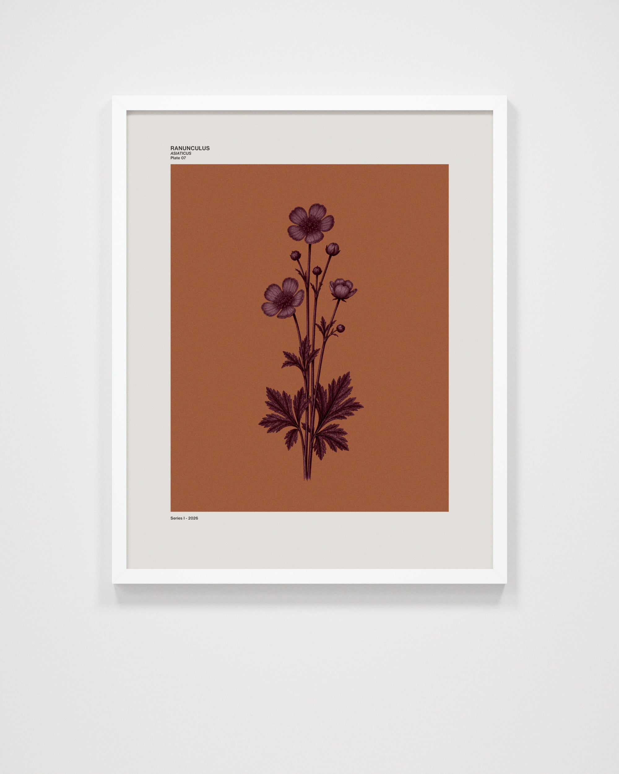 Ranunculus