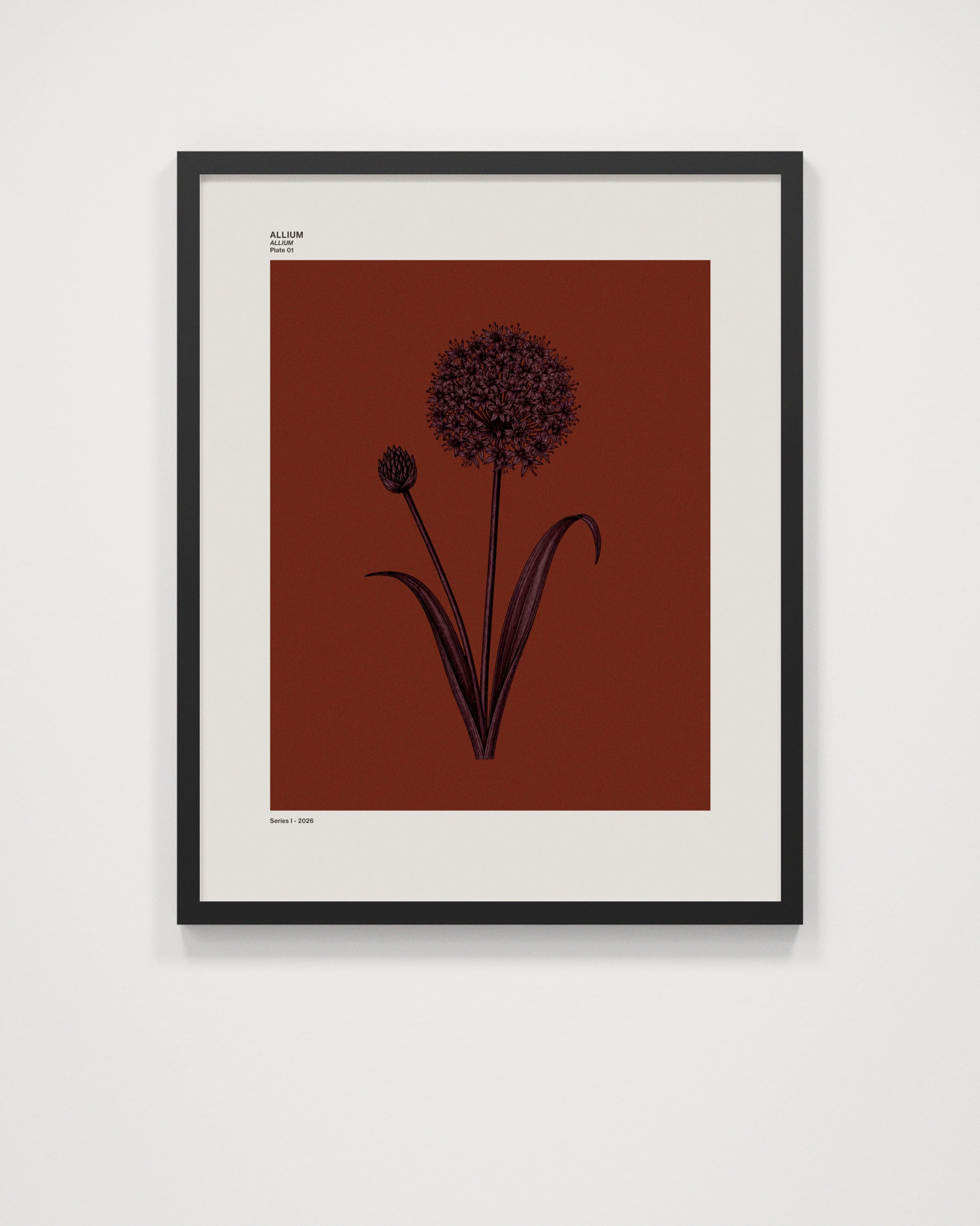 Allium