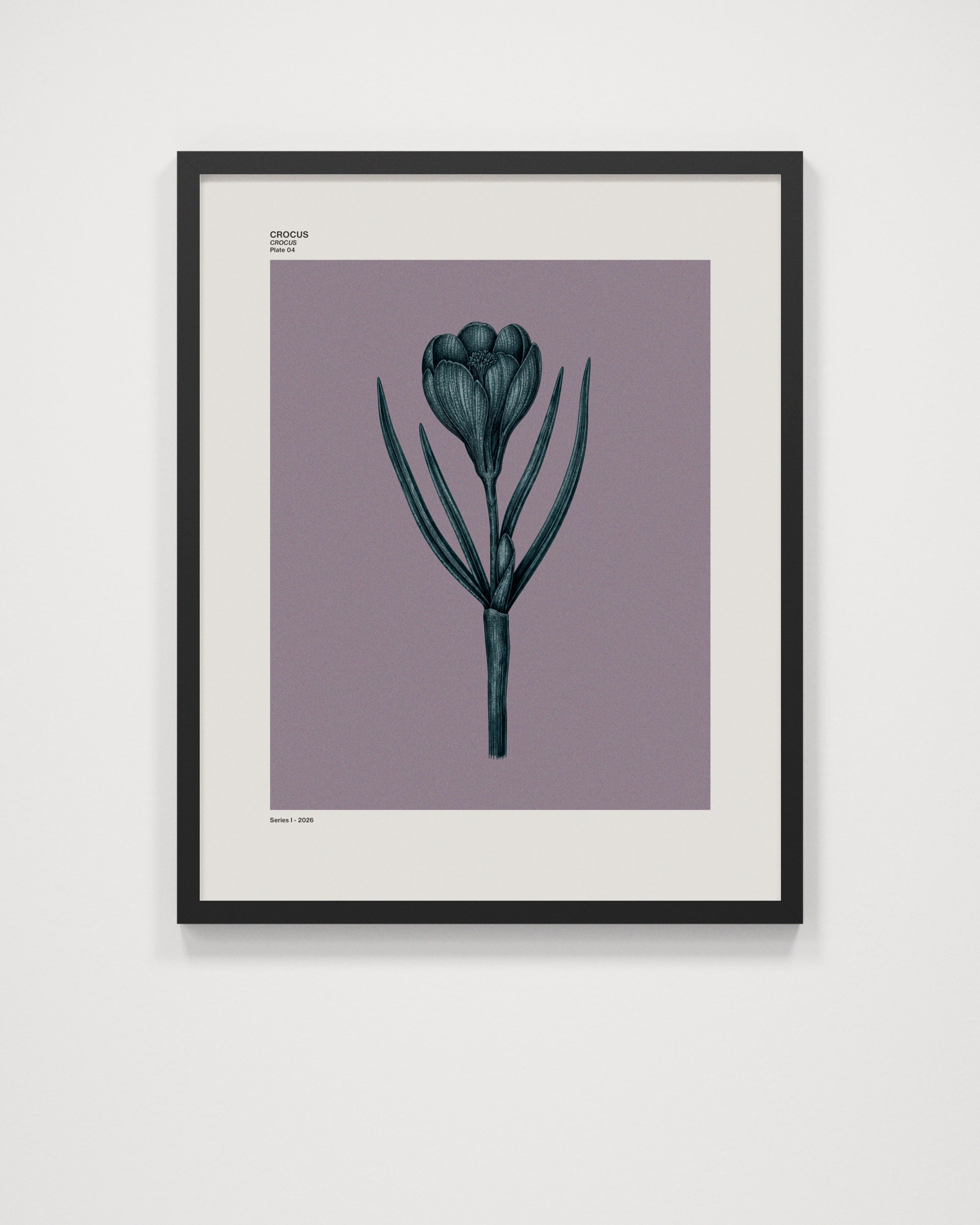 Crocus
