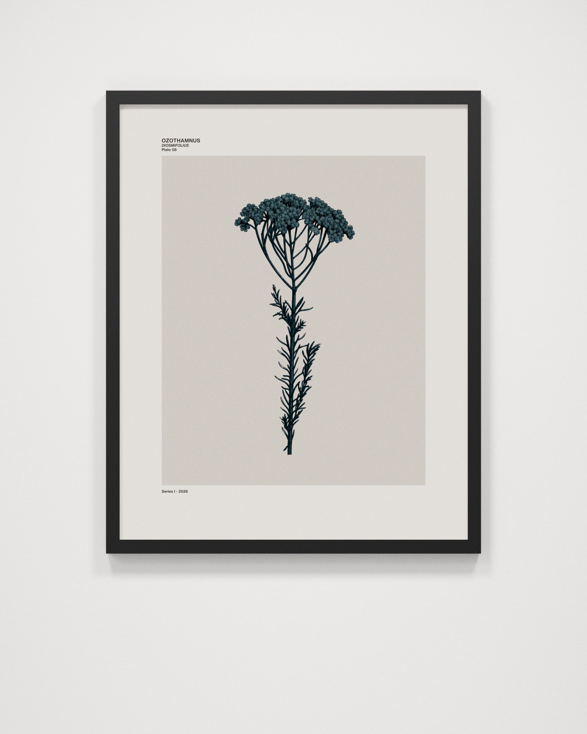 Ozothamnus