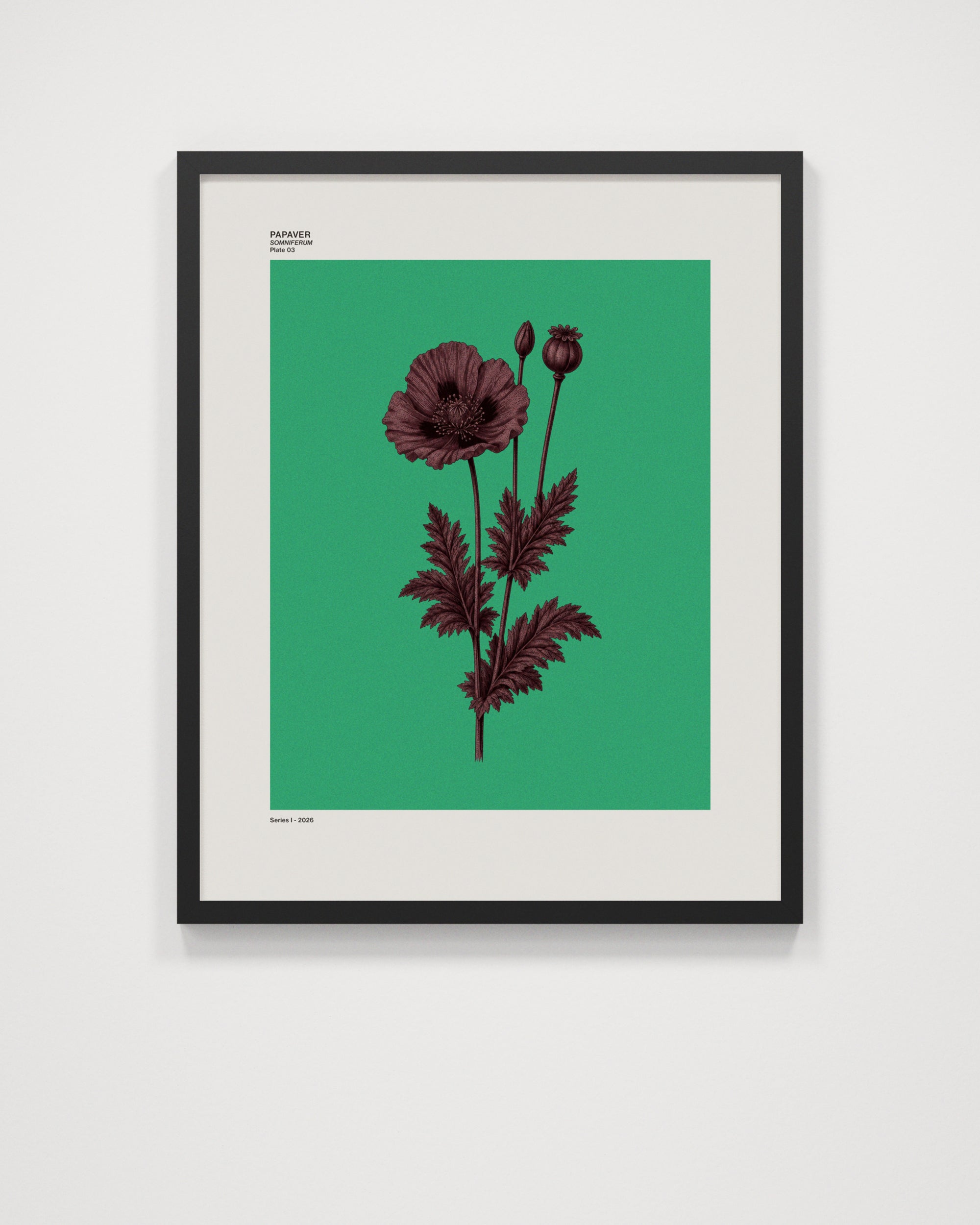 Papaver