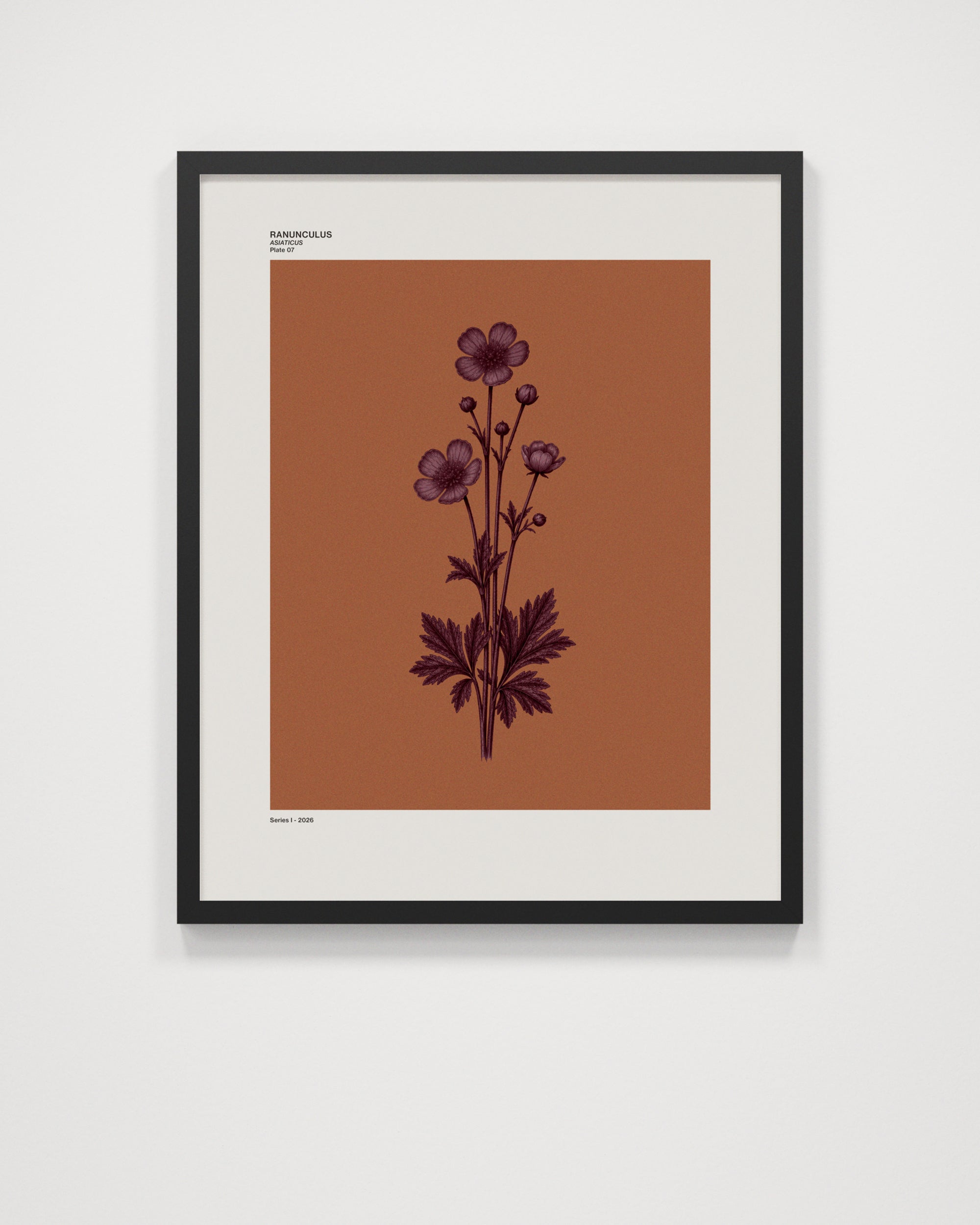 Ranunculus